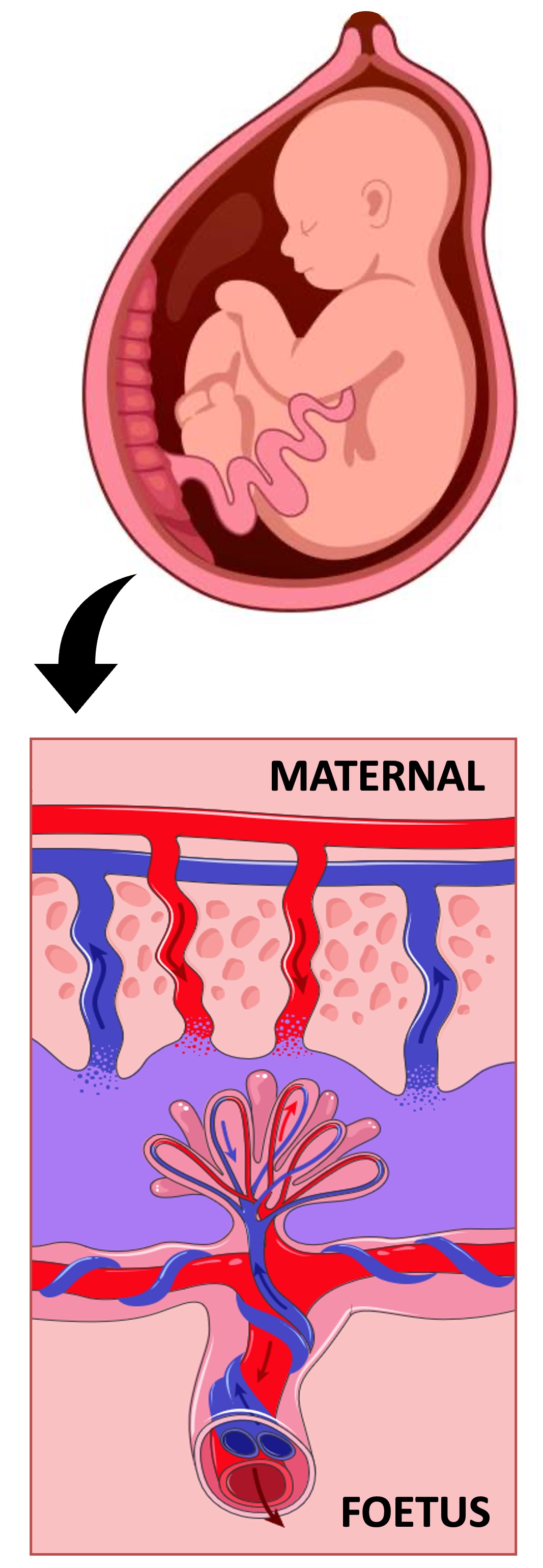 Placenta